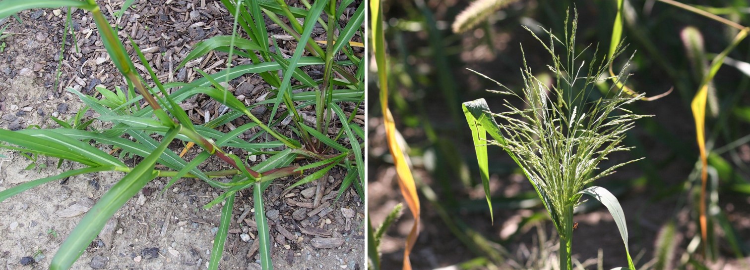 Fall panicum adult and panicle.